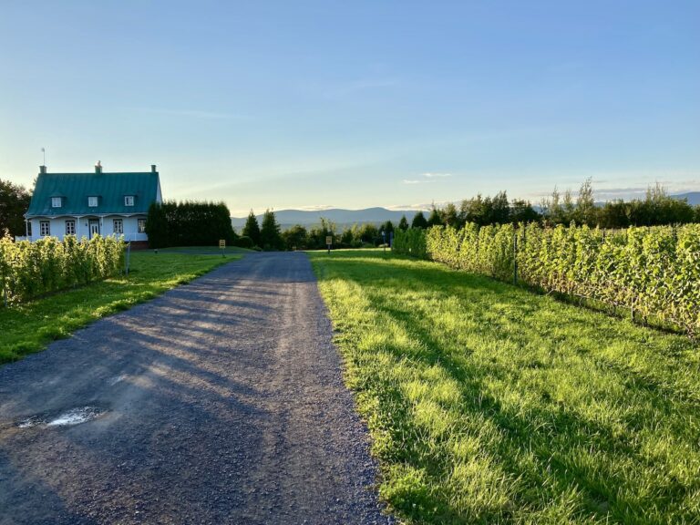 Ste. Patrouille winery on Ile d'Orleans, one of the best Quebec City day trips: a gravel road with a row of grapes alongside and a house in the distance.