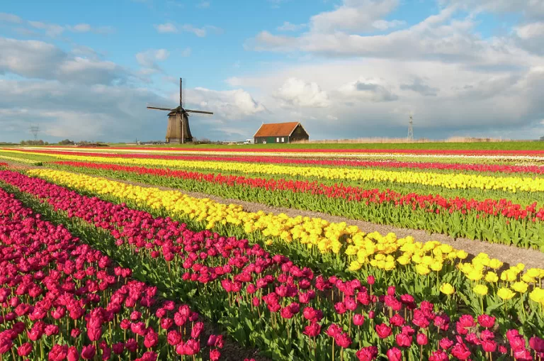 Picture of a tulip field in full bloom with yellow, orange, pink and green blooms. A windmill and small barn with an orange roof are in the background of the photo. Picture is taken in Holland in Spring.
