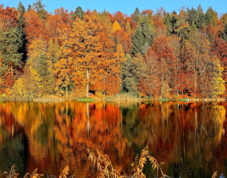 Fiery orange and yellow trees