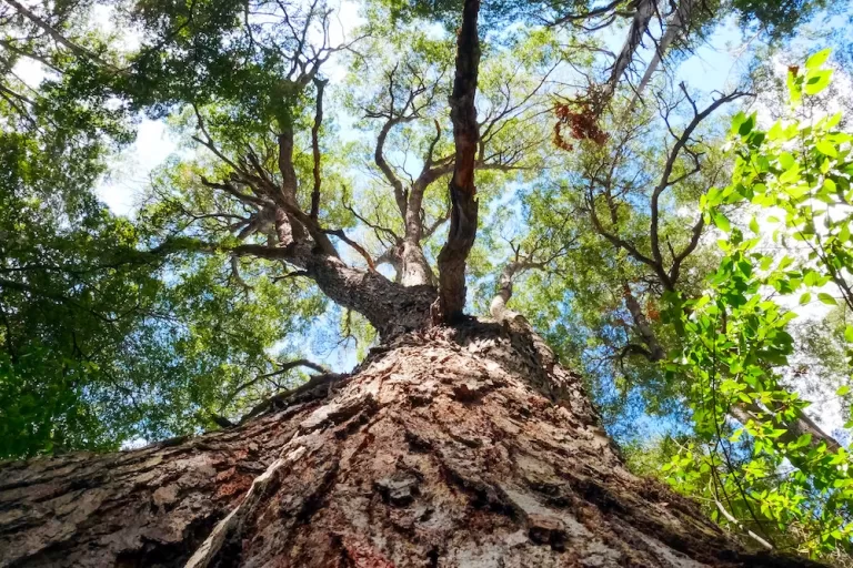 Large oak tree with green leaves