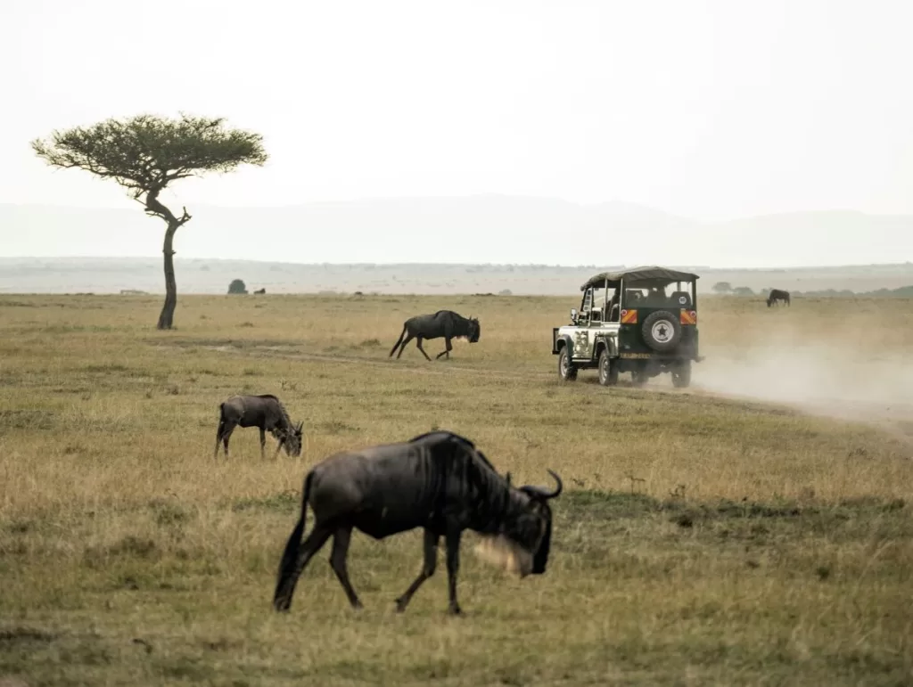 An African safari with a jeep, a lone tree,  and several wild animals in a dry, grassy field.
