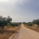 A dusty road leads past olive trees in Alentejo Coast Portugal.